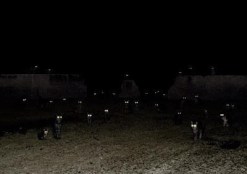 cate-eyes-night-photo-1